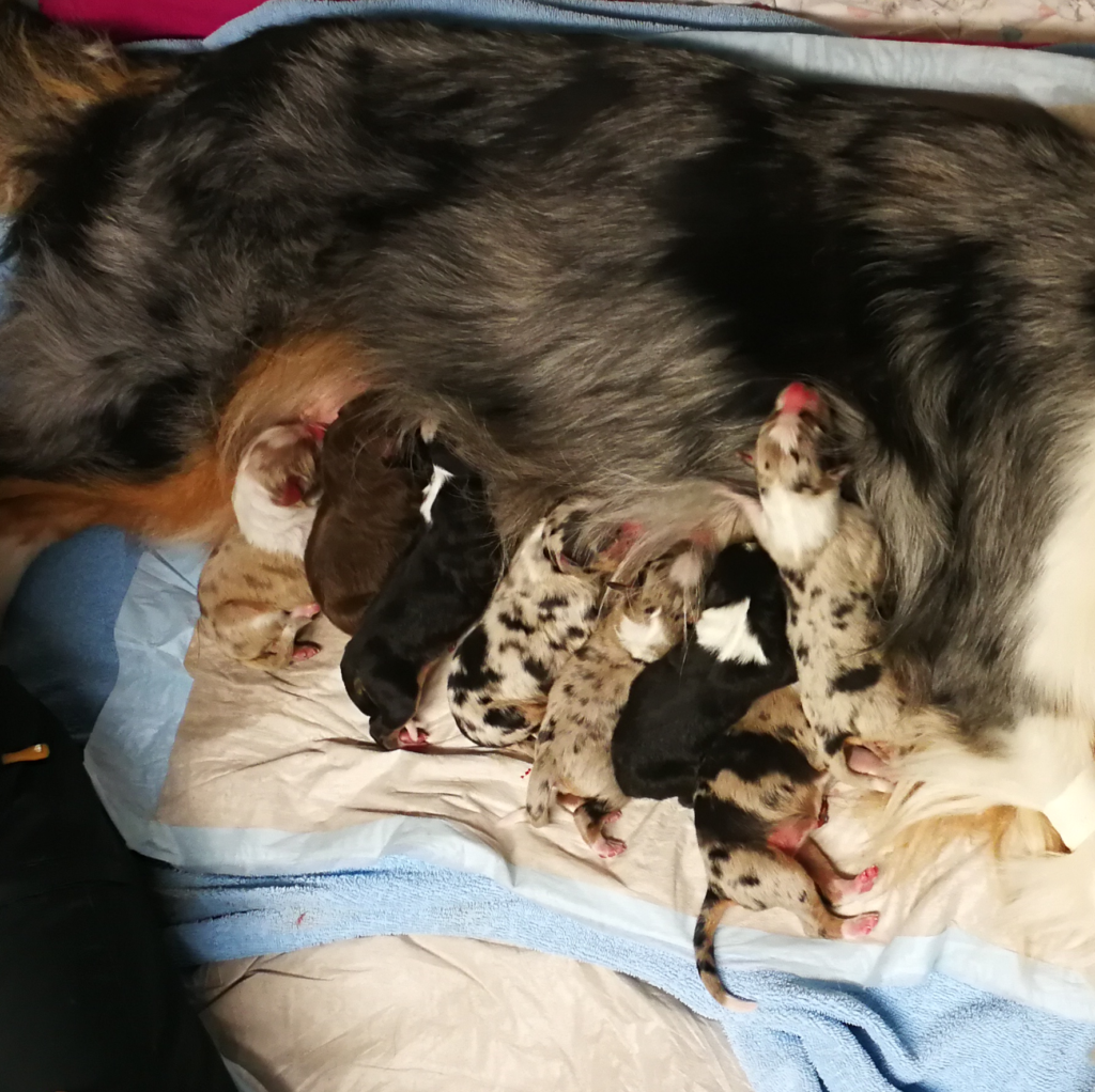 Am 16.12.2018 hat Bounty 8 gesunde Welpen zur Welt gebracht!
