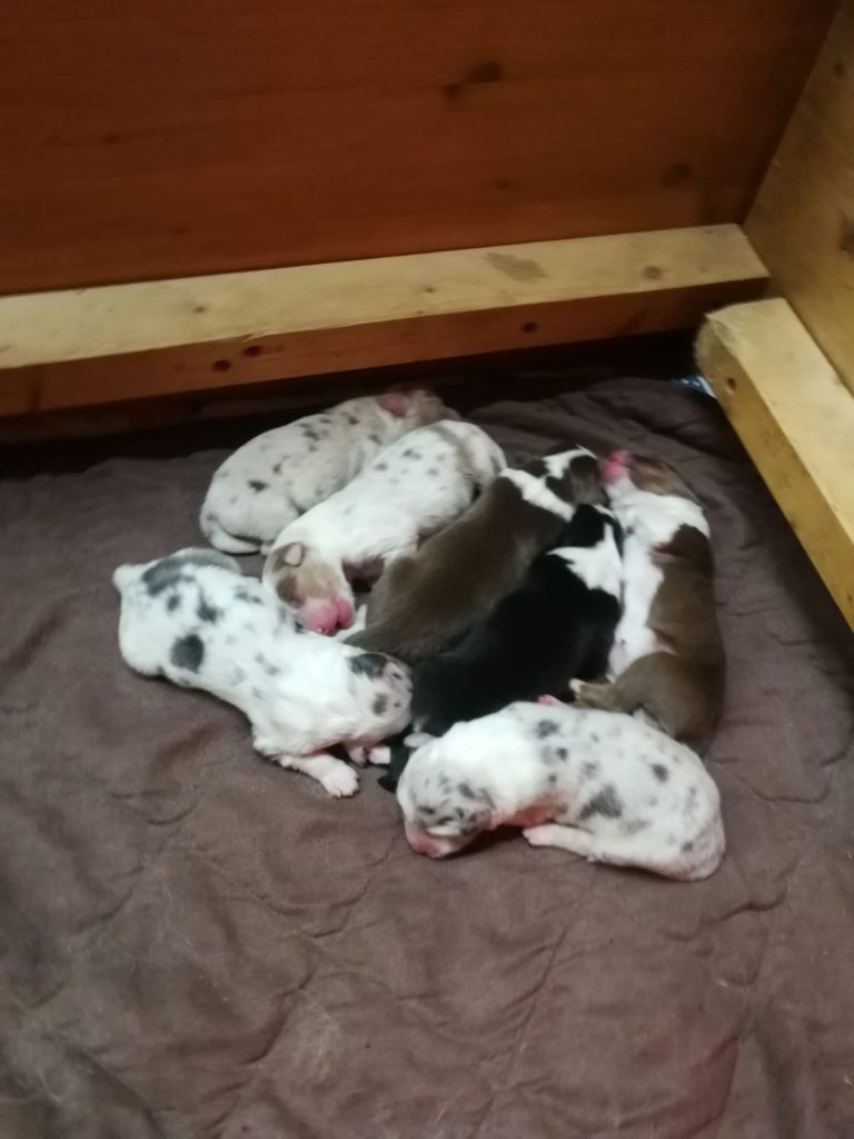 Am 31.01.2020 hat Yuno 7 gesunde Welpen zur Welt gebracht!